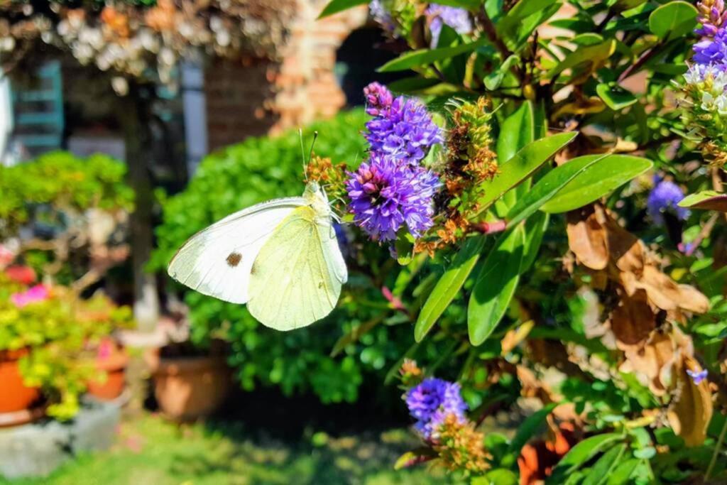 拉戈堡Bellavista La Tua Romantica Vacanza Sul Trasimeno公寓 外观 照片