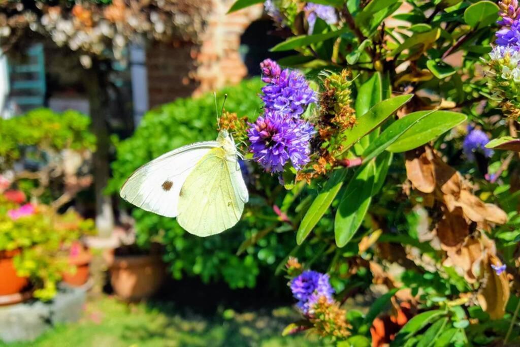 Bellavista La Tua Romantica Vacanza Sul Trasimeno 拉戈堡 外观 照片